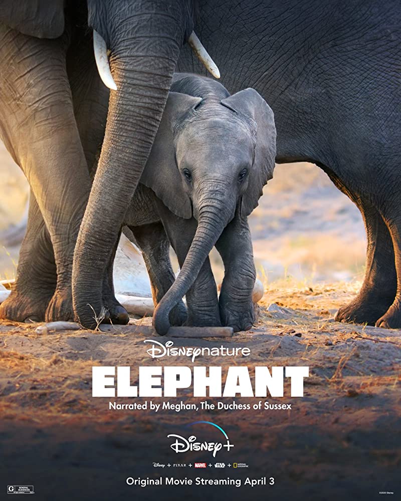 ELEPHANT (2020) DISNEY+ อัศจรรย์ชีวิตของช้าง